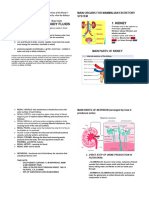 Excretory System