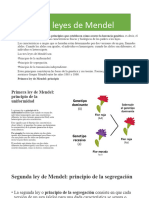 Tres Leyes de Mendel Trabajo de Damaris