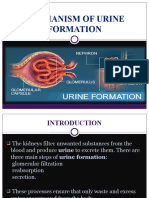 Mechanism of Urine Formation