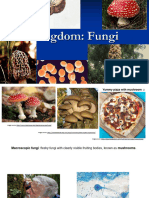 Fungi and Protists