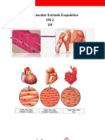 Tejido Muscular Esquético UN 2