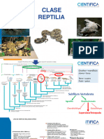 Clase8 Reptil