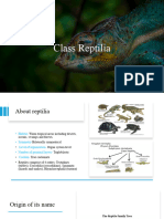 Class Reptilia