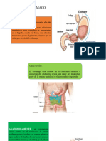 ANATOMIA DEL ESTÓMAGO Expo Tec de Necropsia Parte Yomira Támara