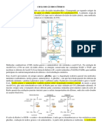 Resumo Ciclo Do Ácido Cítrico