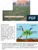 FOTISINTESIS Y RESPIRACIÒN (II) - Compl.