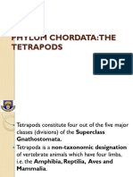 Phylum Chordata 3