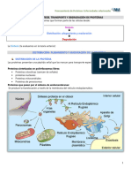 M - ALIM-Semana 8-Procesamiento de Proteinas y Enfermedades