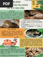 Infografia Ocelote