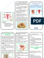 Triptico Aparato Reproductor Femenino y Masculino