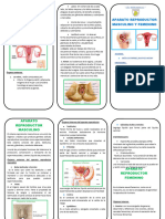 Triptico Aparato Reproductor Femenino y Masculino