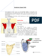 Upper Limb Bones