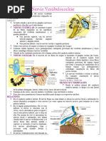 14 Nervio Vestibulococlear