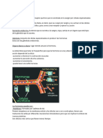 Sistema Endocrino