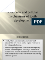 Molecular and Cellular Mechanism of Tooth Development