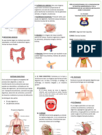 Triptico A Imprimir Sistema Digestivo