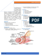 Sistema Digestivo-Humano-para-Cuarto-Grado-de-Secundaria