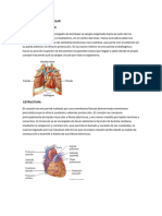 Aparato Cardiobascular