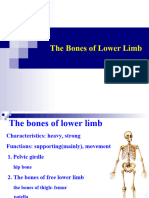 3-The Bones of Lower Limb