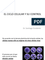 Ciclo Celular y Control