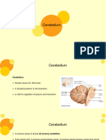 Cerebellum