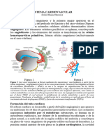 05 Desarrollo Sistema Cardiovascular 2024