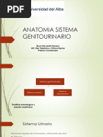 Anatomia Sistema Genitourinario