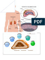 Adrenal Glands