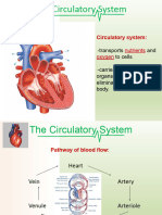 11 - CH 3.2 Circulatory System