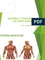 Sisterma Muscular