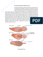 Muscle and Connective Tissue