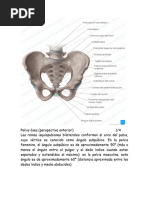 Anatomia Obstetrica