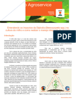 Kws BR Informativo-Agroservice-Diplodia 2024