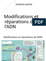 3 Modification - Réparation - ChapIII - ADN - PH2 - 2021