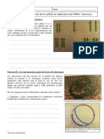 Reproduction Conforme de La Cellule Et Réplication de l'ADN 1ère S Exercices Corrigés