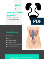 Anatomia Urinario