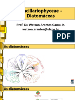 Diatomáceas