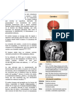 Cerebro Humano