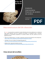 Anatomía Macroscópica - Disección Oveja 2022