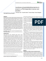 Lipocalin 2 Binds To Membrane Phosphatidylethanolamine To Induce Lipid Raft Movement in A PKA-dependent Manner and Modulates Sperm Maturation