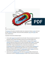 Prokaryotic Cells