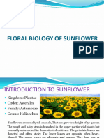 Sunflower Floral Biology