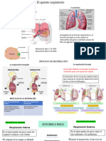 Fisiología Respiratoria