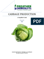 Cabbage Simplified Guide by Dahlia