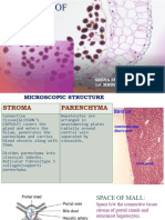 Histology of Liver