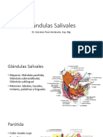 Glandulas Salivales PAROTIDA