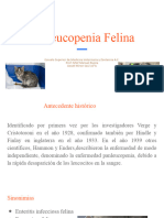 Panleucopenia Felina