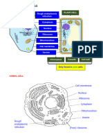 2 Organisation of The Organism