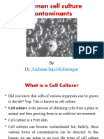 Animal Cell Culture Contaminants