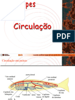 Circulacao